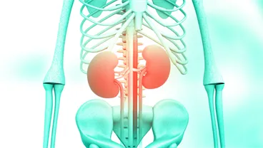 Centre for Translation, Urology and Kidney Disease (CTUK)